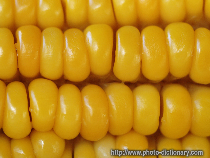 corn seed - photo/picture definition - corn seed word and phrase image