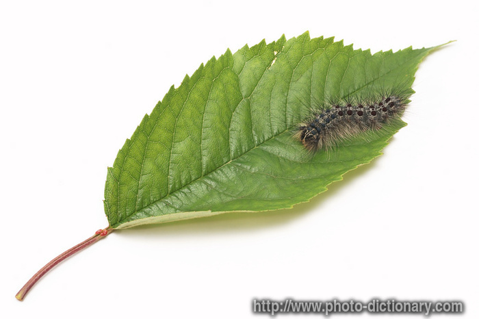 butterfly caterpillar - photo/picture definition - butterfly caterpillar word and phrase image