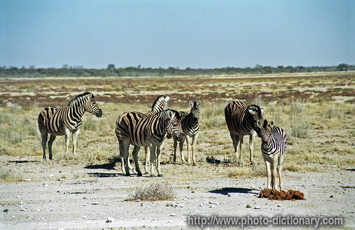 burchell zebras - photo/picture definition - burchell zebras word and phrase image
