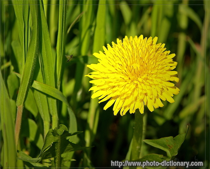 dandelion - photo/picture definition - dandelion word and phrase image