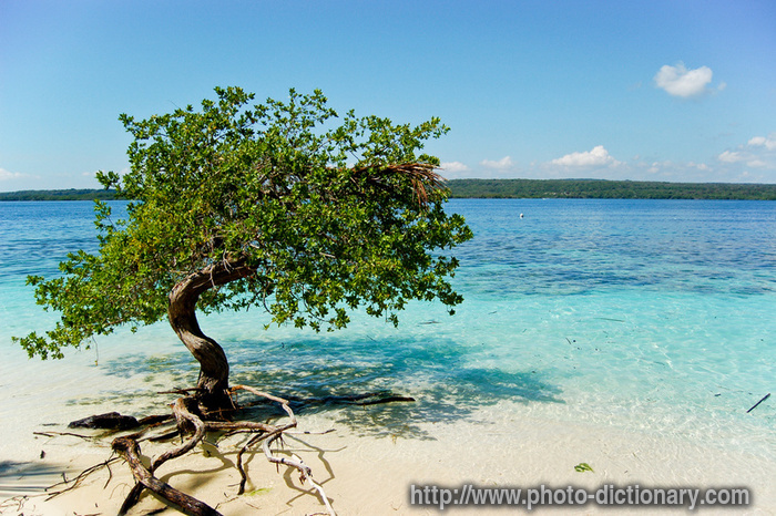 mangrove - photo/picture definition - mangrove word and phrase image