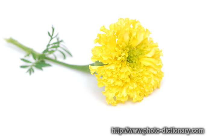 marigold - photo/picture definition - marigold word and phrase image