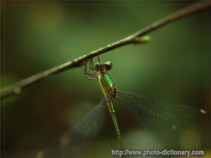 dragonfly - photo/picture definition - dragonfly word and phrase image
