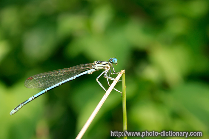 dragonfly - photo/picture definition - dragonfly word and phrase image