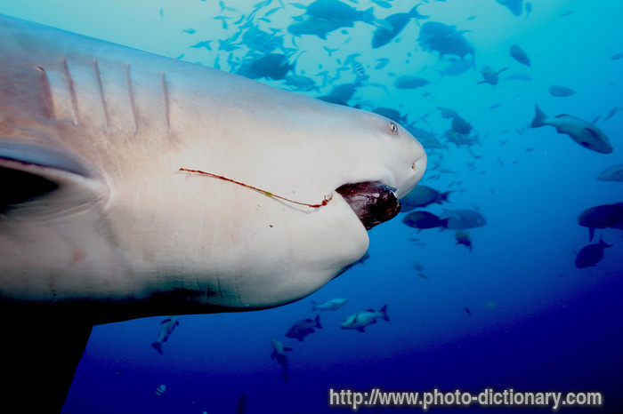 bull shark - photo/picture definition - bull shark word and phrase image