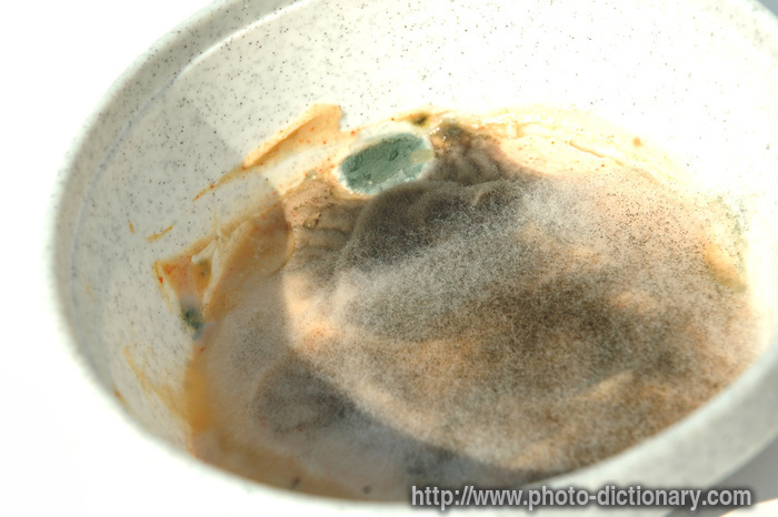 mold - photo/picture definition - mold word and phrase image