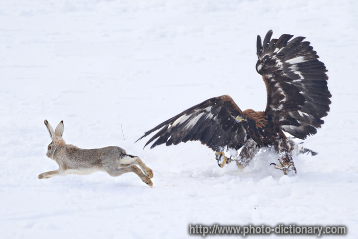 bird hunt - photo/picture definition - bird hunt word and phrase image