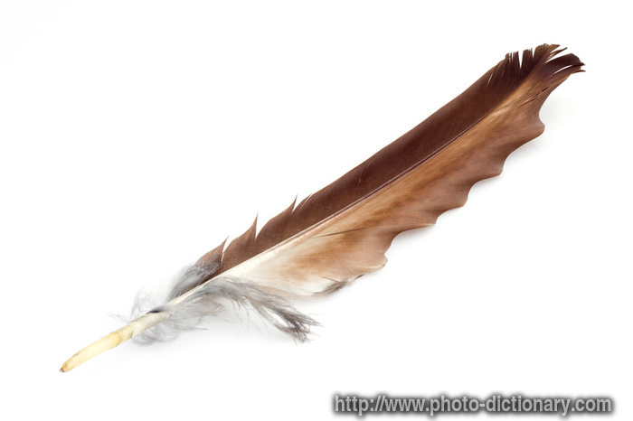 free clip art eagle feather - photo #11