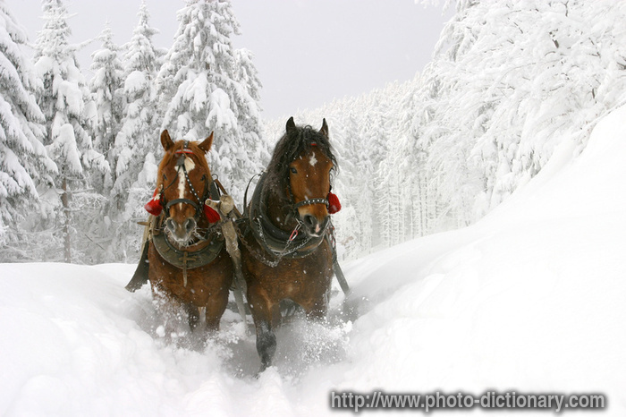sleigh ride - photo/picture definition - sleigh ride word and phrase image