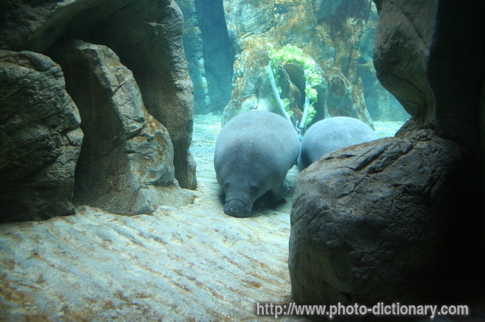 manatee - photo/picture definition - manatee word and phrase image