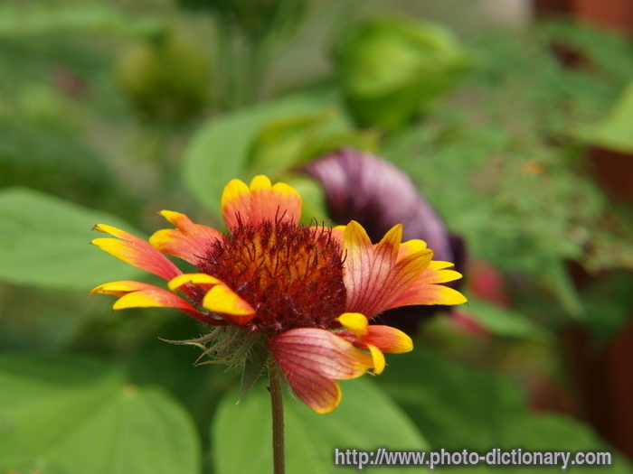 Indian blanket flower - photo/picture definition - Indian blanket flower word and phrase image