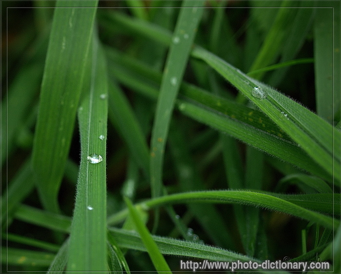 dew - photo/picture definition - dew word and phrase image