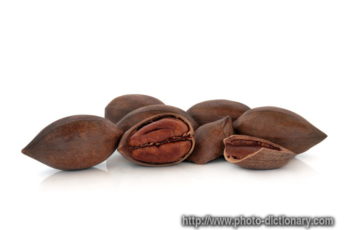 pecan nut - photo/picture definition - pecan nut word and phrase image