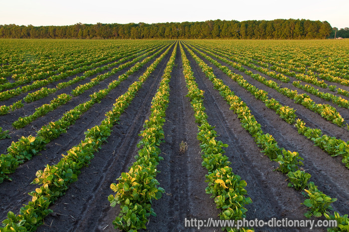 potato field - photo/picture definition - potato field word and phrase image