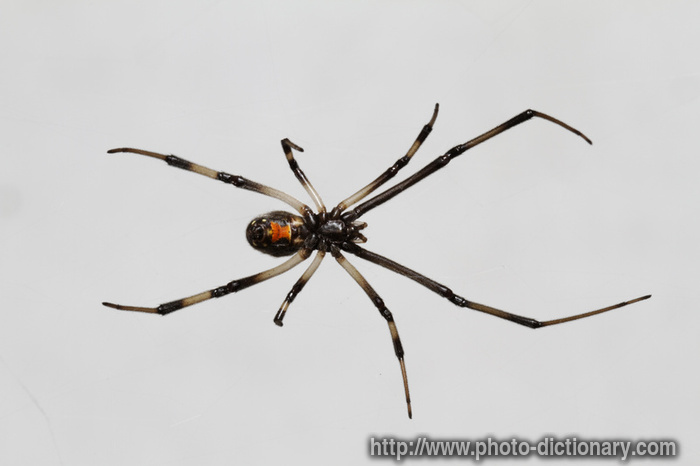 black widow - photo/picture definition - black widow word and phrase image