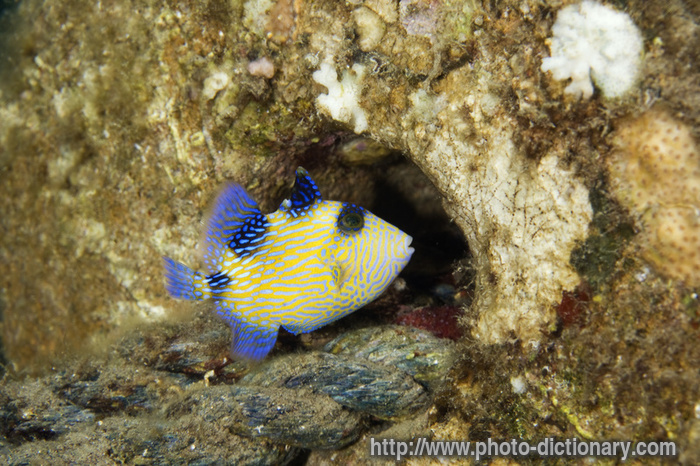 triggerfish - photo/picture definition - triggerfish word and phrase image