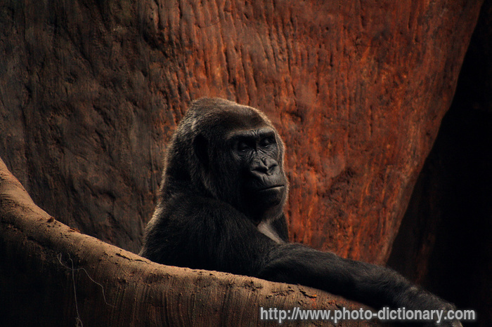 gorilla - photo/picture definition - gorilla word and phrase image
