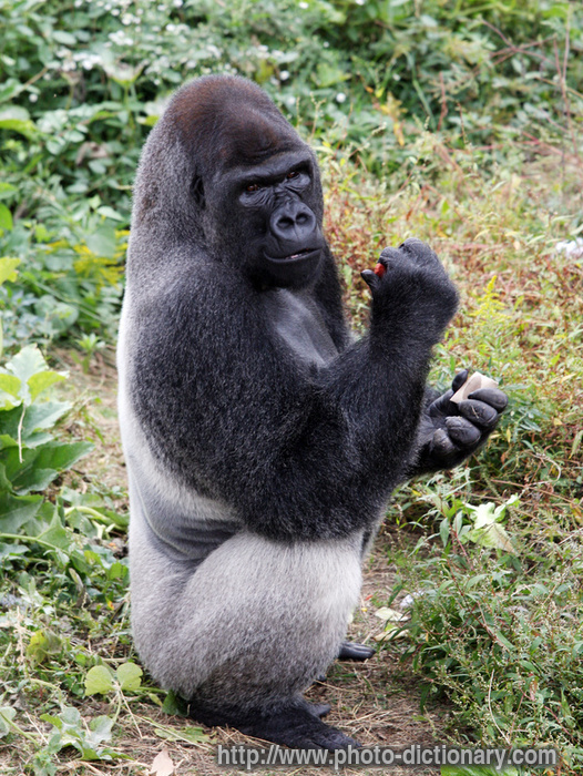 gorilla - photo/picture definition - gorilla word and phrase image
