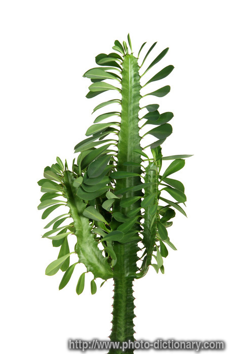milkweed - photo/picture definition - milkweed word and phrase image