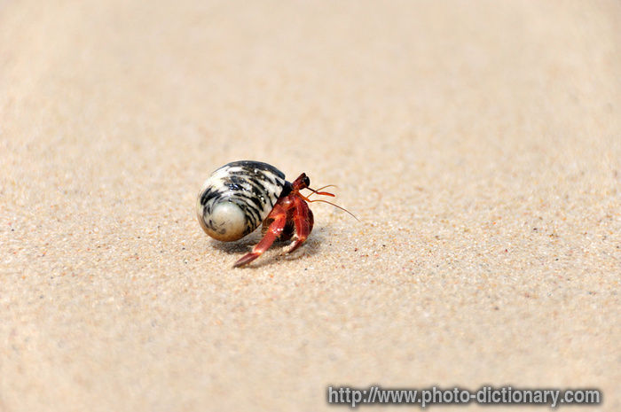 hermit crab - photo/picture definition - hermit crab word and phrase image