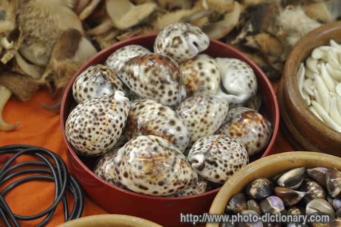 tiger cowrie shells - photo/picture definition - tiger cowrie shells word and phrase image