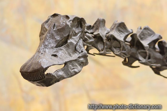 diplodocus skull - photo/picture definition - diplodocus skull word and phrase image