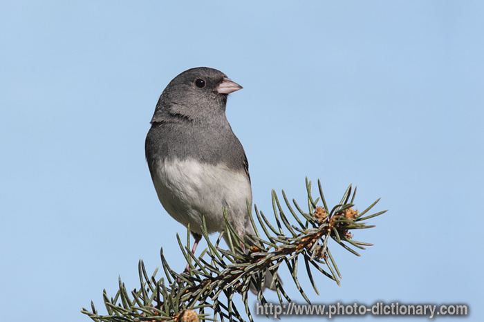 junco - photo/picture definition - junco word and phrase image