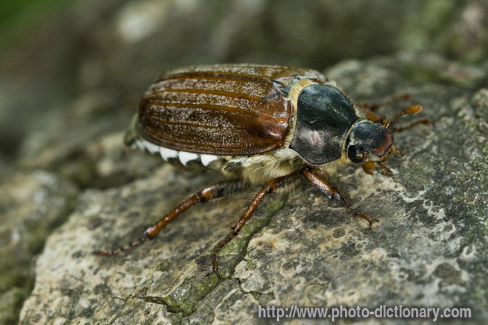 maybeetle - photo/picture definition - maybeetle word and phrase image