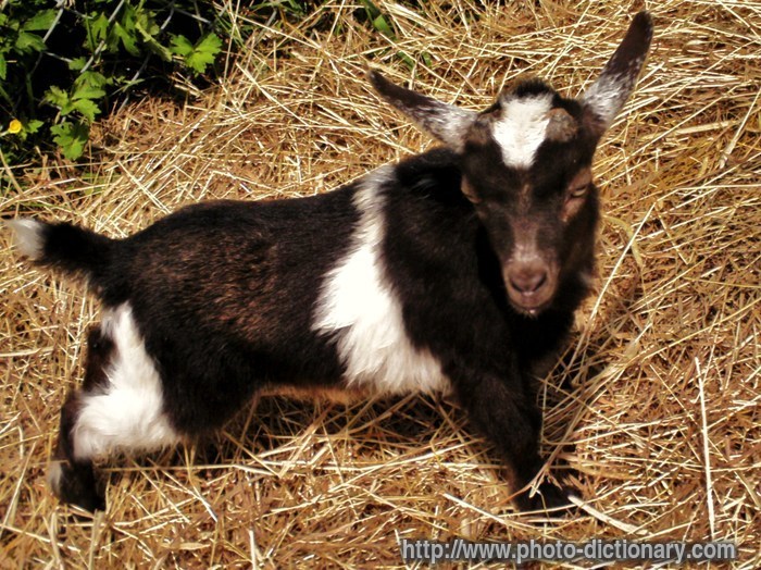 goat - photo/picture definition - goat word and phrase image