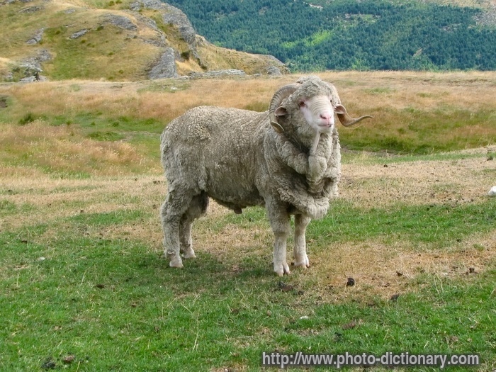 ram - photo/picture at Photo Dictionary - ram word and phrase defined by its image in jpg/jpeg in English