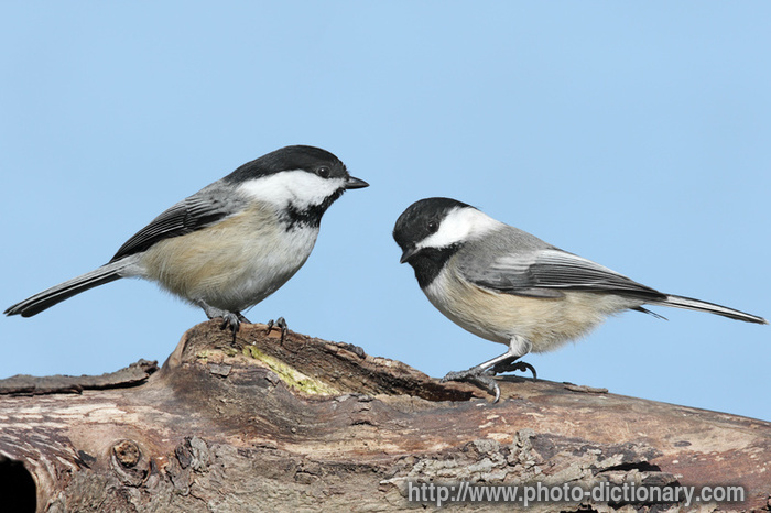 chickadee - photo/picture definition - chickadee word and phrase image