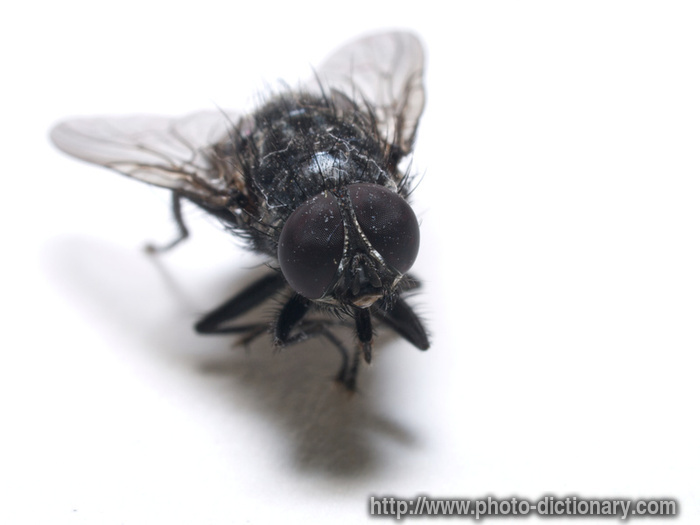 housefly - photo/picture definition - housefly word and phrase image