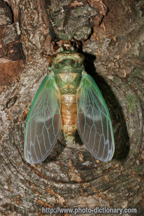 cicada - photo/picture definition - cicada word and phrase image