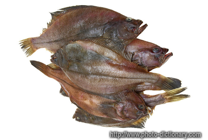 flounder fish - photo/picture definition - flounder fish word and phrase image