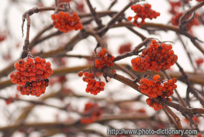 rowan berries - photo/picture definition - rowan berries word and phrase image