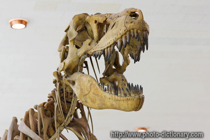 tyrannosaurus skull - photo/picture definition - tyrannosaurus skull word and phrase image