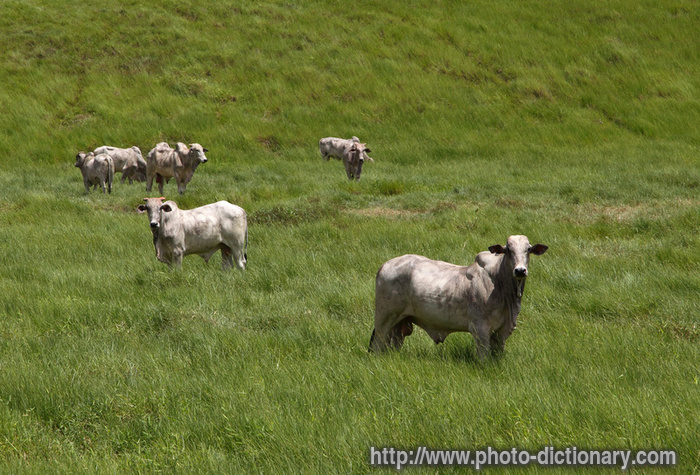 Brazilian white beef - photo/picture definition - Brazilian white beef word and phrase image
