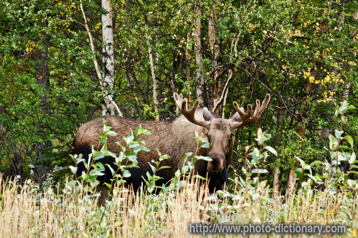bull moose - photo/picture definition - bull moose word and phrase image
