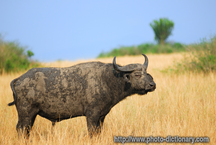 African buffalo - photo/picture definition - African buffalo word and phrase image