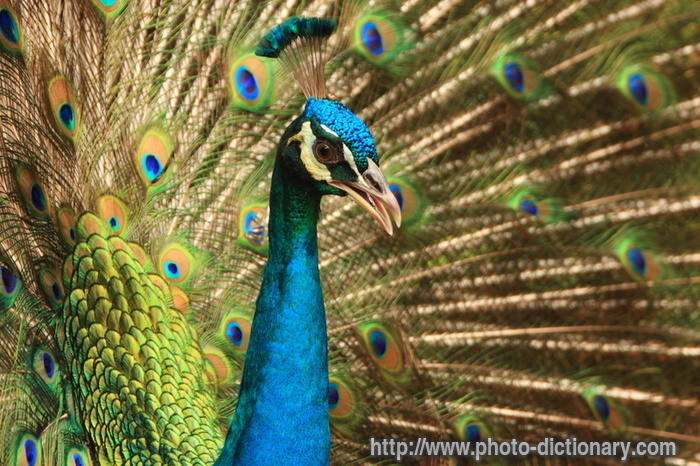 peacock - photo/picture definition - peacock word and phrase image