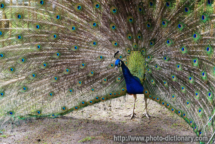 peacock - photo/picture definition - peacock word and phrase image