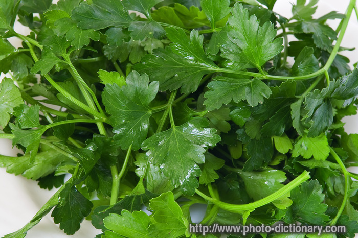 parsley - photo/picture definition - parsley word and phrase image
