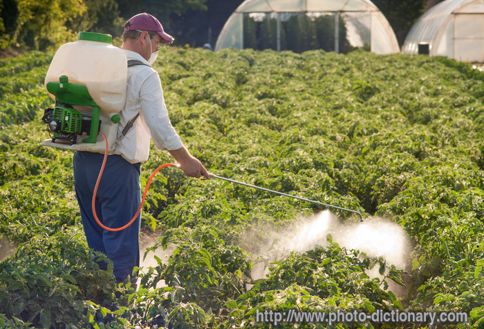 spraying vegetables - photo/picture definition - spraying vegetables word and phrase image