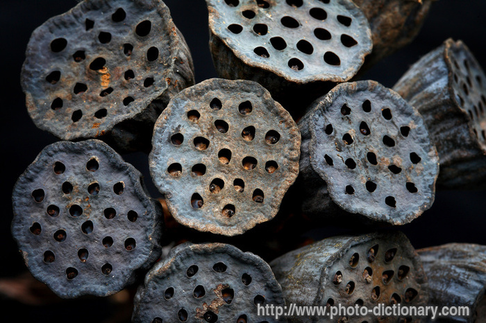 dried lotus - photo/picture definition - dried lotus word and phrase image