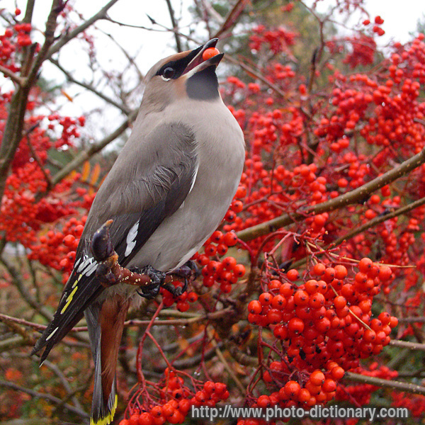 waxwing - photo/picture definition - waxwing word and phrase image
