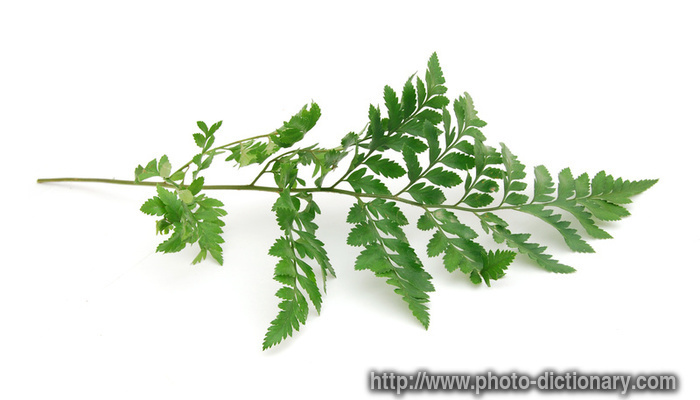 fern leaf - photo/picture definition - fern leaf word and phrase image