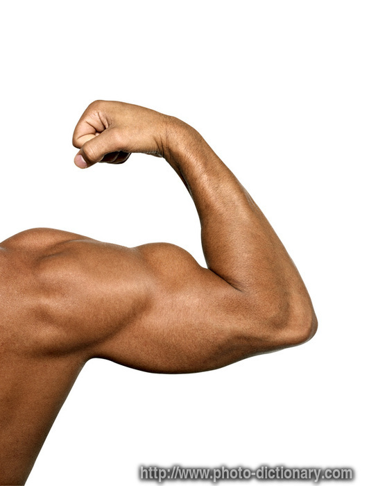 biceps - photo/picture definition - biceps word and phrase image