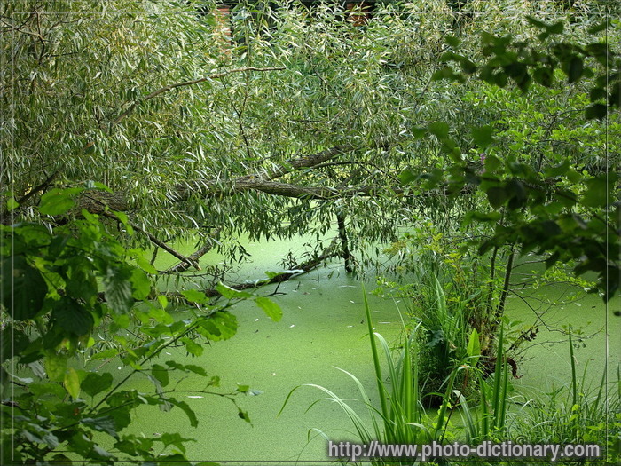pond - photo/picture definition - pond word and phrase image