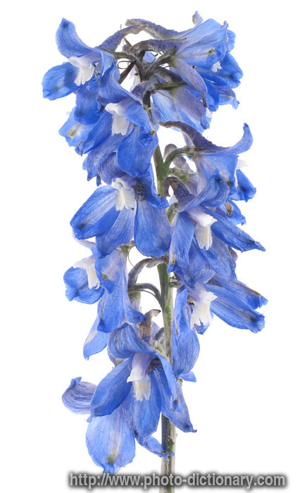 larkspur - photo/picture definition - larkspur word and phrase image