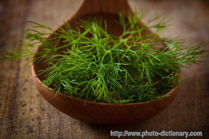 stalks of dill - photo/picture definition - stalks of dill word and phrase image